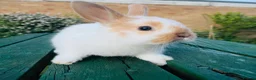 Mixed Breed rabbits for sale: Netherland dearf and lion head baby  - Advert 3