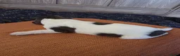 English Springer Spaniel dogs for sale: Beautiful Liver & White Springer Spaniel Puppies - Advert 10