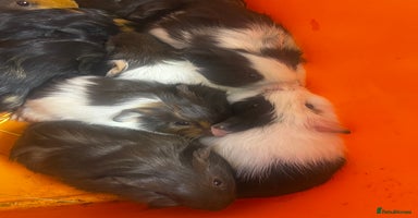 Guinea Pig rodents - Advert 8