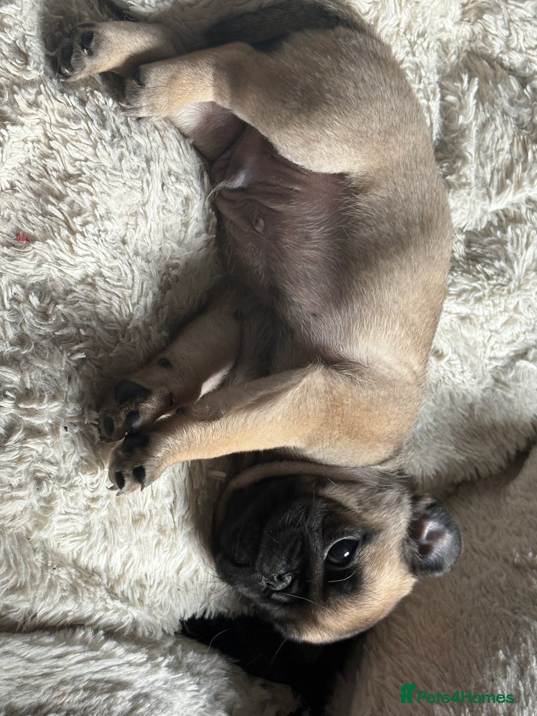 Pug dogs for sale: Fawn male pug - Image 5
