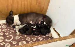 Boston Terrier dogs for sale: K.C. BEAUTIFUL BOSTON TERRIER PUPPIES - Image 17