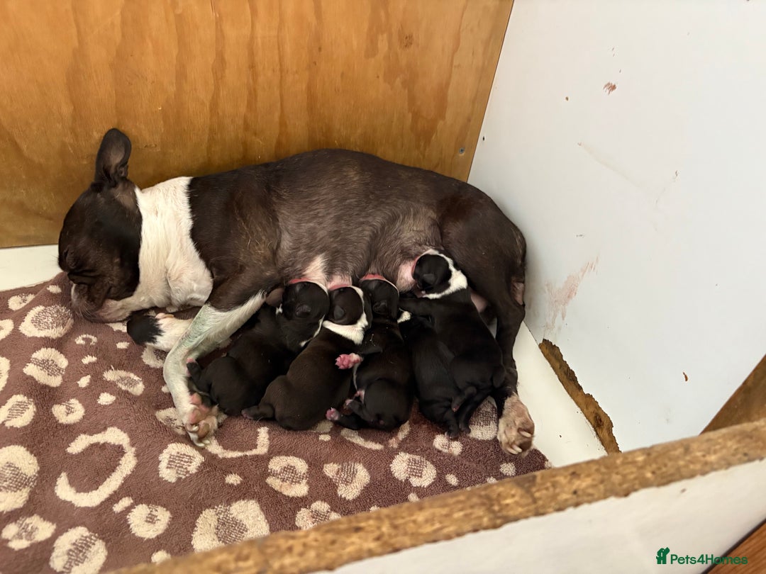 Boston Terrier dogs for sale: K.C. BEAUTIFUL BOSTON TERRIER PUPPIES - Image 17