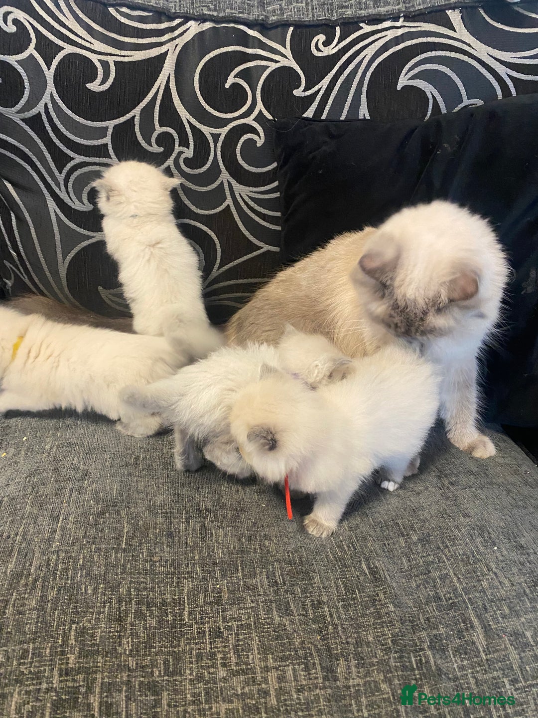 Ragdoll cats for sale: Ragdoll kittens Ready wednesday ❤️ - Image 15
