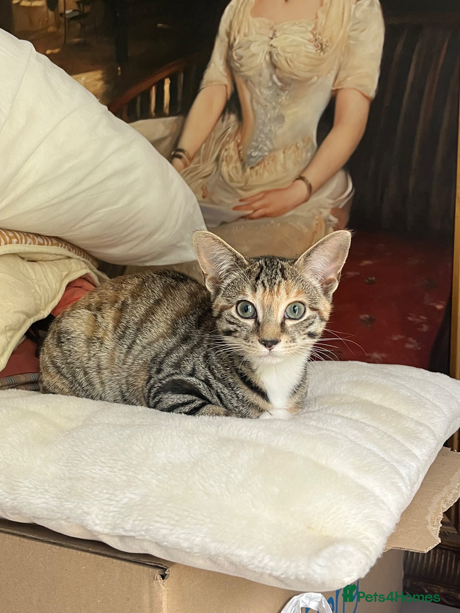 Mixed Breed cats Last tabby kitten ready for their new home  🐾🤍 - Advert 5
