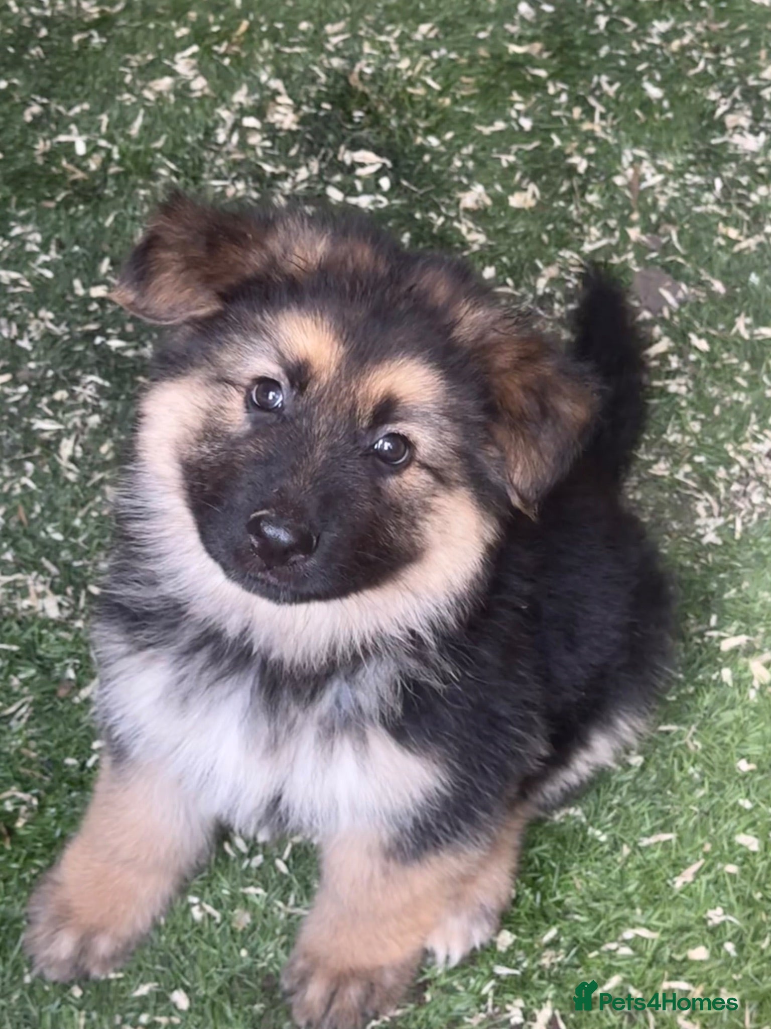 German Shepherd dogs Long haired German shepherd puppies  - Advert 17