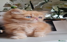 Persian cats for sale: Beautiful persian kittens  - Image 2