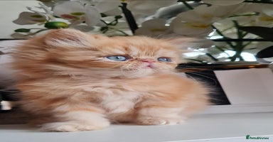 Persian cats - Advert 7