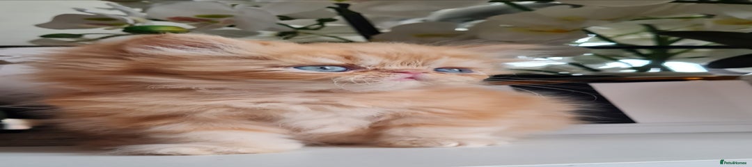 Persian Kitten 1