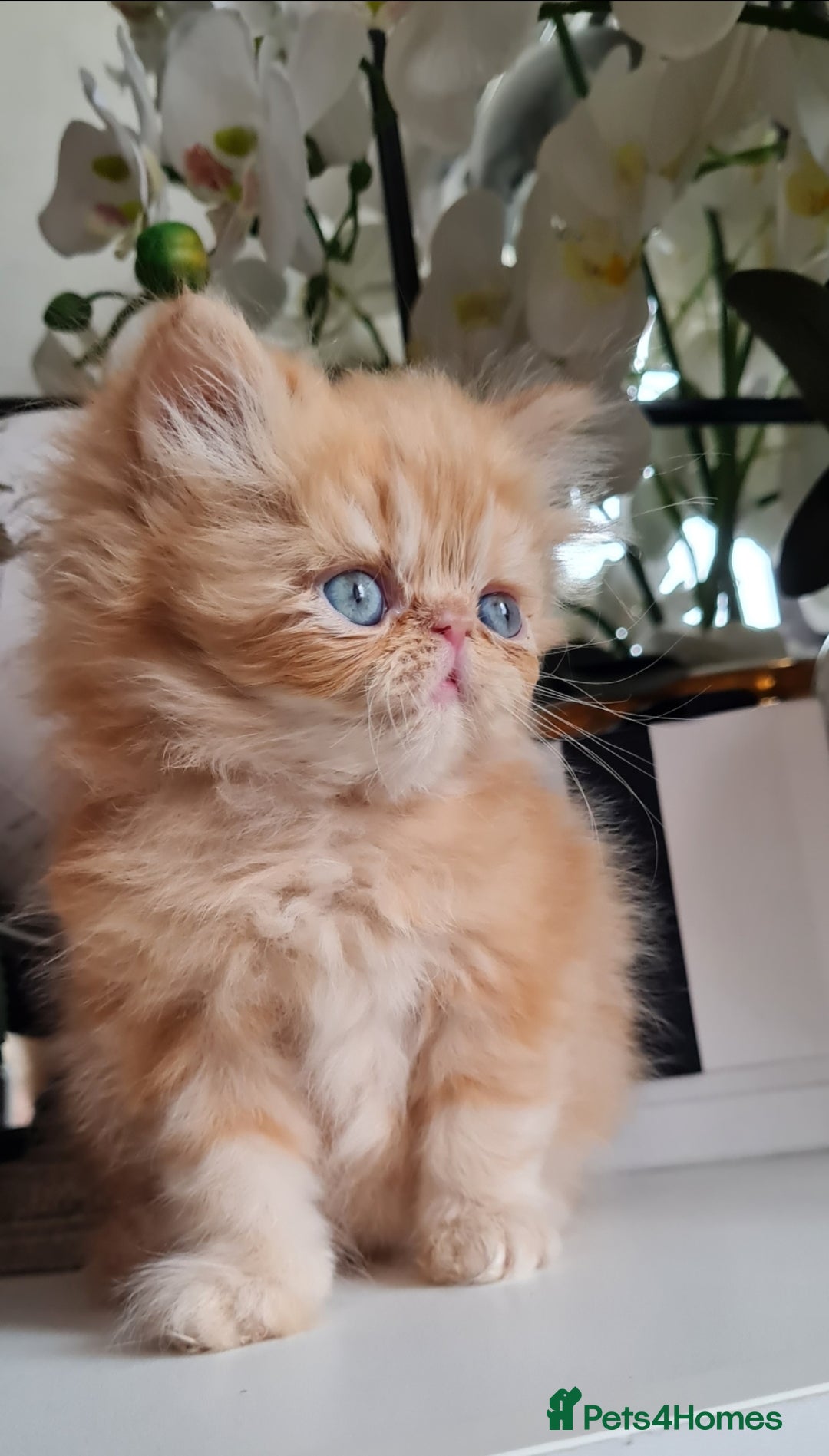 Persian cats for sale: Beautiful persian kittens  - Image 2