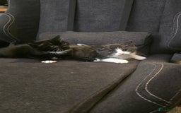 Domestic Shorthair cats for sale: 2x kittens  - Image 1