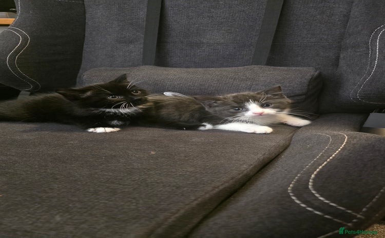 Domestic Shorthair cats - Advert 3