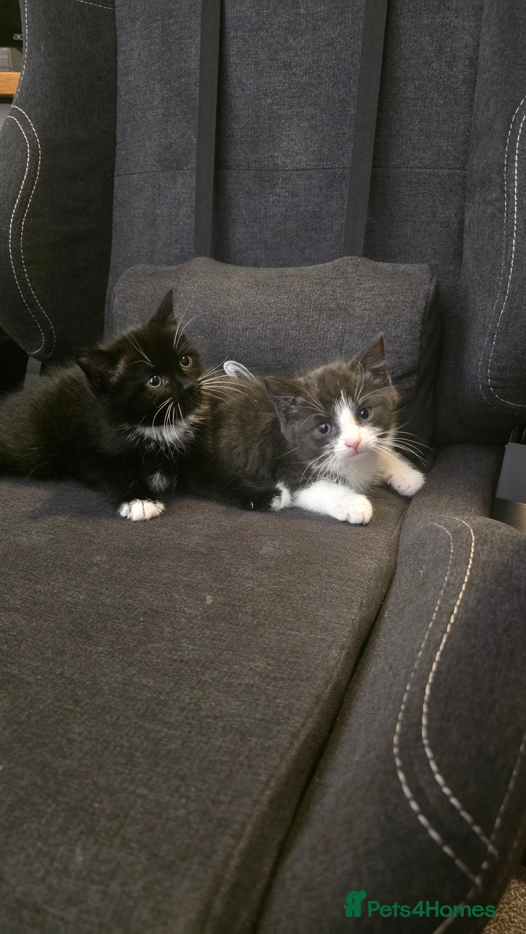 Domestic Shorthair cats for sale: 2x kittens  - Image 1