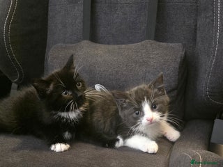 Domestic Shorthair cats - Advert 39