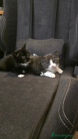 Domestic Shorthair cats - Advert 10