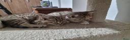 Mixed Breed cats for sale: Beautiful British Shorthair x Bengal Cross Kittens in Farnham - Advert 11