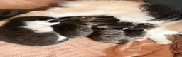 Mixed Breed cats for sale: 4 Beautiful kittens very fluffy 🔥 - Advert 1