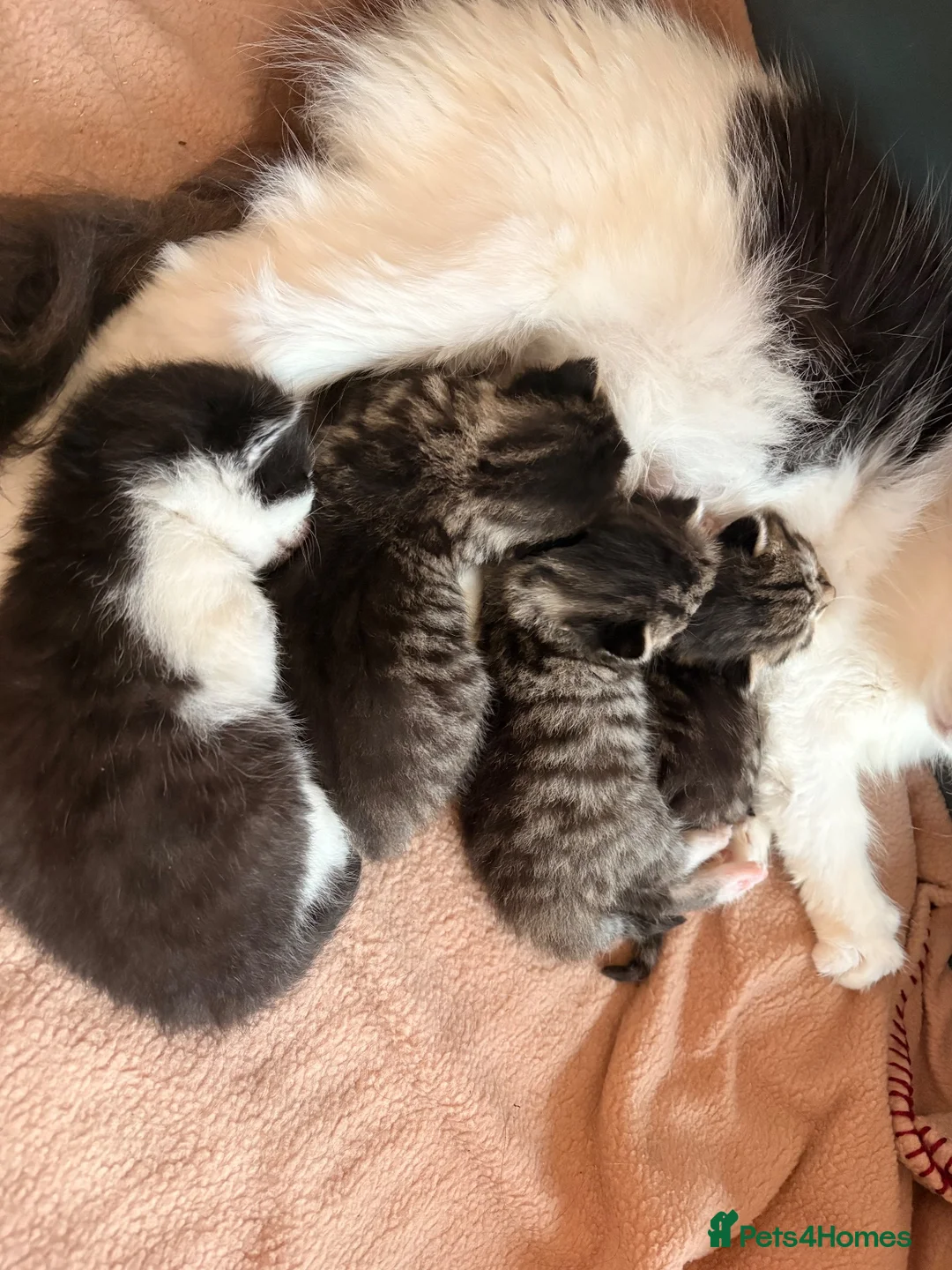 Mixed Breed cats for sale: 4 Beautiful kittens very fluffy 🔥 - Advert 1