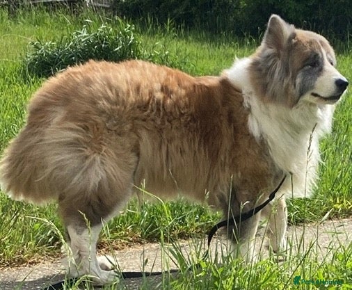 Mixed Breed dogs Anxious Girl needs rehoming - Advert 11
