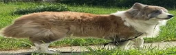 Mixed Breed dogs for sale: Anxious Girl needs rehoming in Market Rasen - Advert 1