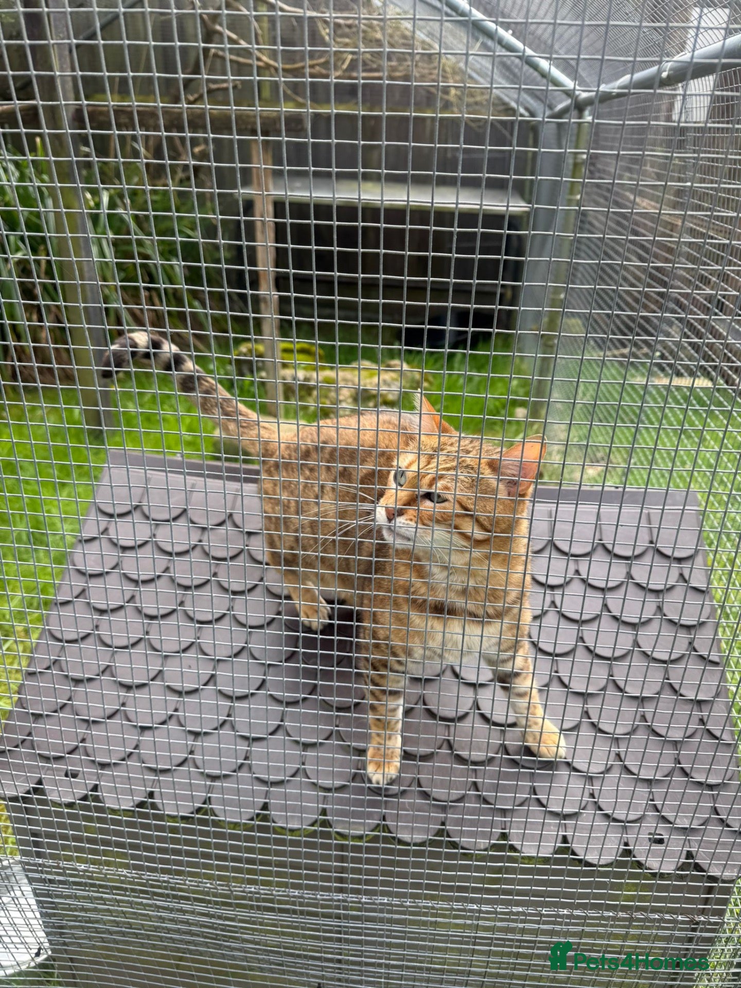 Bengal cats Adorable adult Bengal Pair - Advert 4