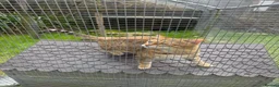 Bengal cats for sale: Adorable adult Bengal Pair - Advert 1