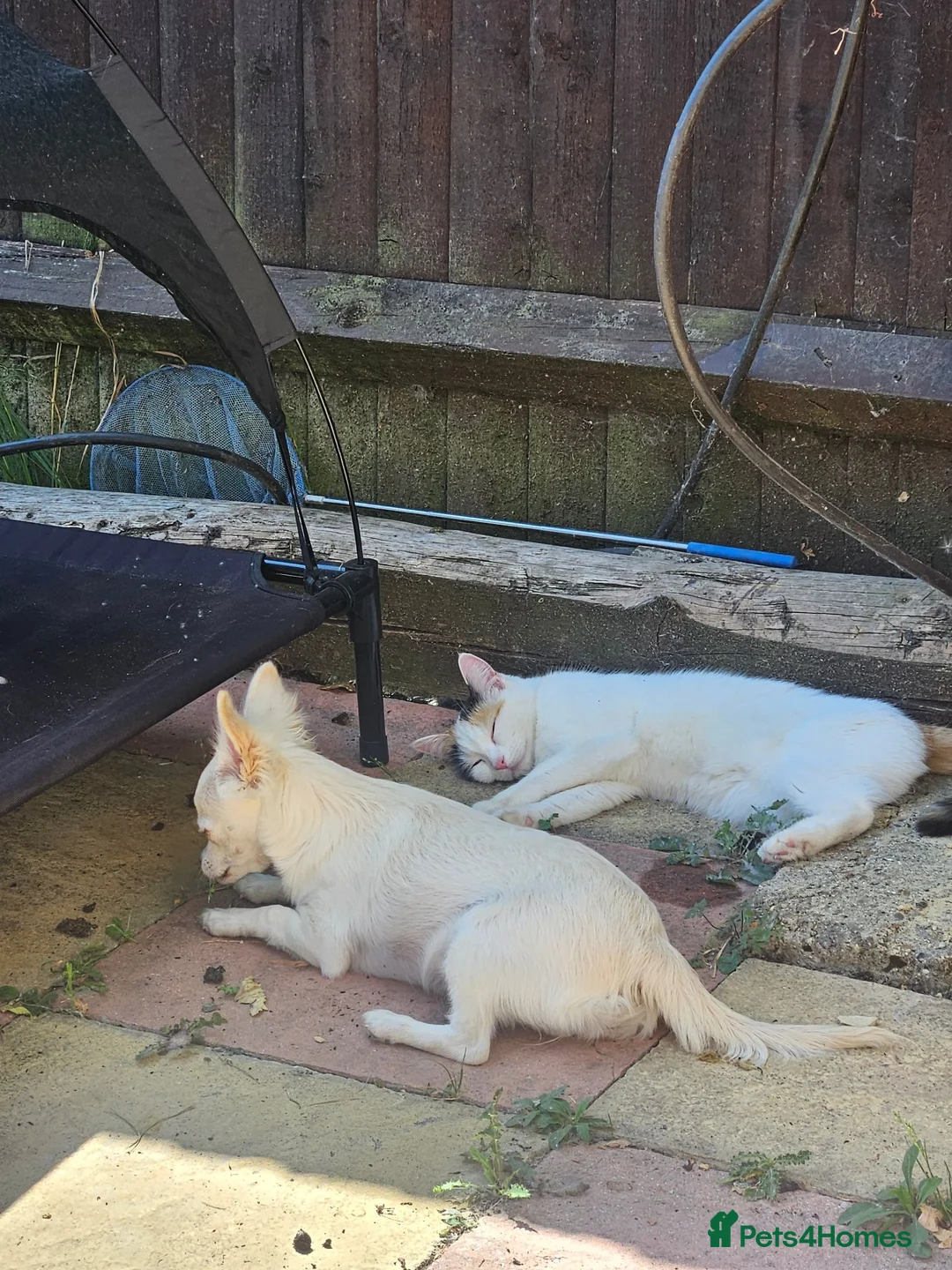 Chihuahua dogs for sale: 4 month little girl - Advert 15