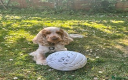 Cocker Spaniel dogs for stud: Cody  - Image 6