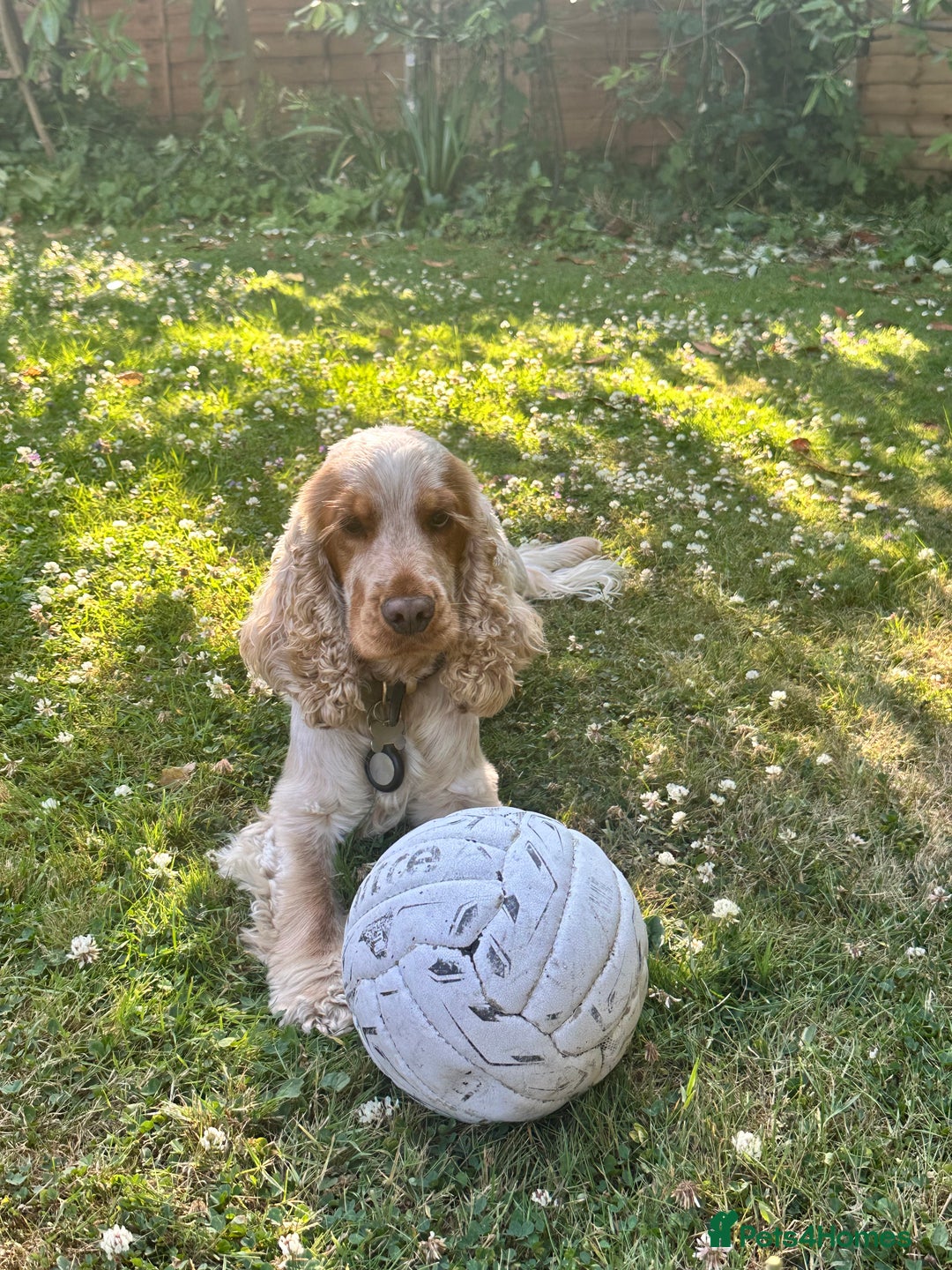 Cocker Spaniel dogs for stud: Cody  - Image 6
