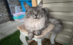 Maine Coon cats for sale: Pedigree  queen Maine coon active - Image 5