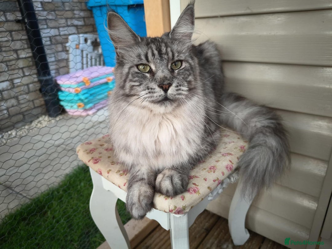 Maine Coon cats for sale: Pedigree  queen Maine coon active - Image 5