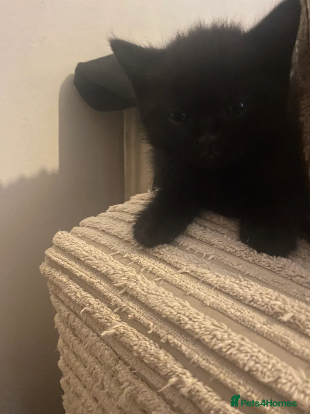 Mixed Breed cats for sale: 1/2 British shorthair/mixed kittens - Advert 8