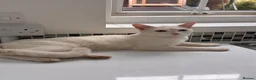 Scottish Fold cats for sale: Pure white Scottish Fold Dobby & odd eye Cyclops  - Advert 31