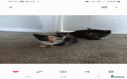 Mixed Breed cats for sale: 4 fluffy playful kittens - Image 4