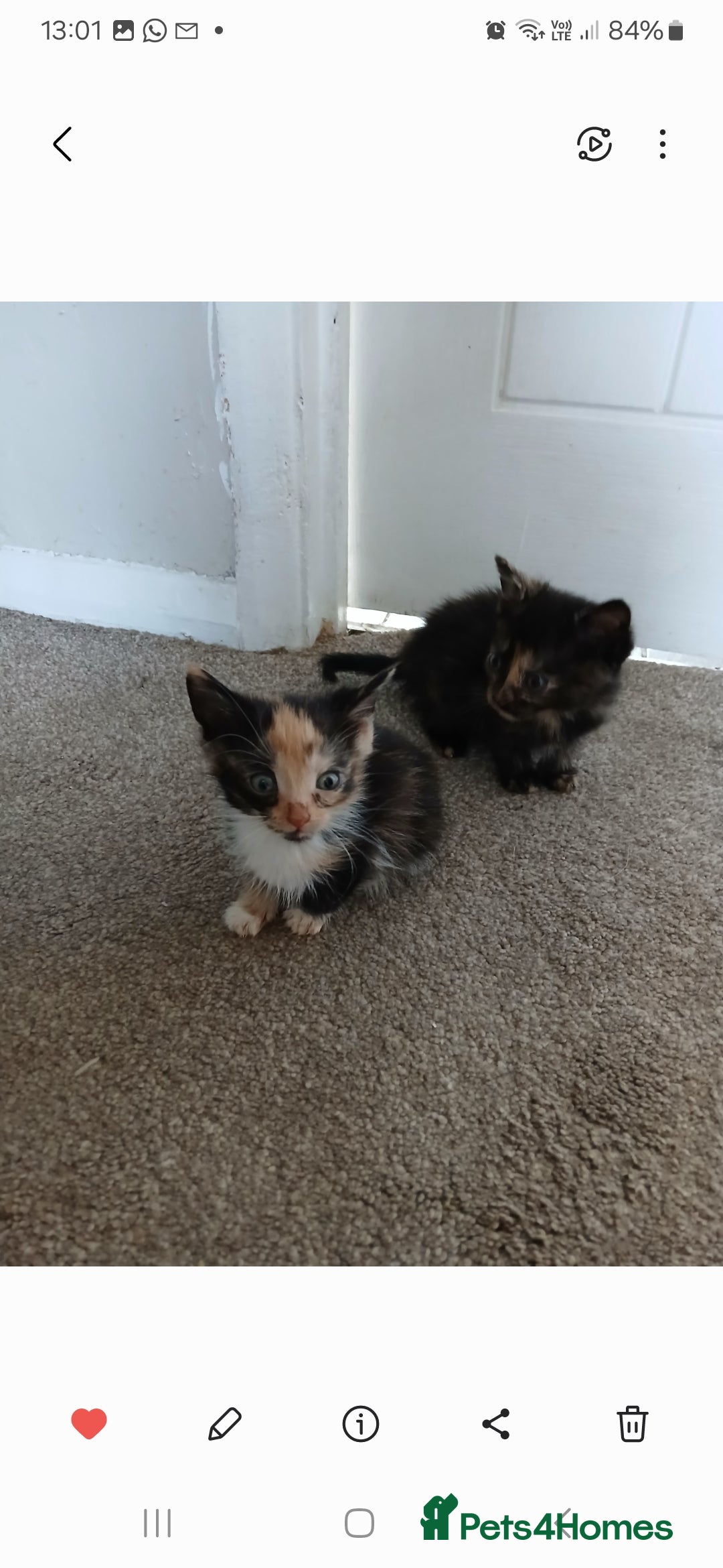 Mixed Breed cats for sale: 4 fluffy playful kittens - Image 4