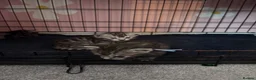 Bengal cats for sale: Bengal mix kittens  - Advert 12