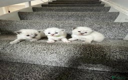 Ragdoll cats for sale: 3 Male Ragdoll kittens - Image 1