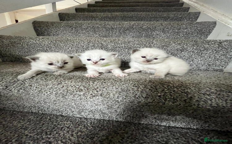 Ragdoll cats - Advert 10