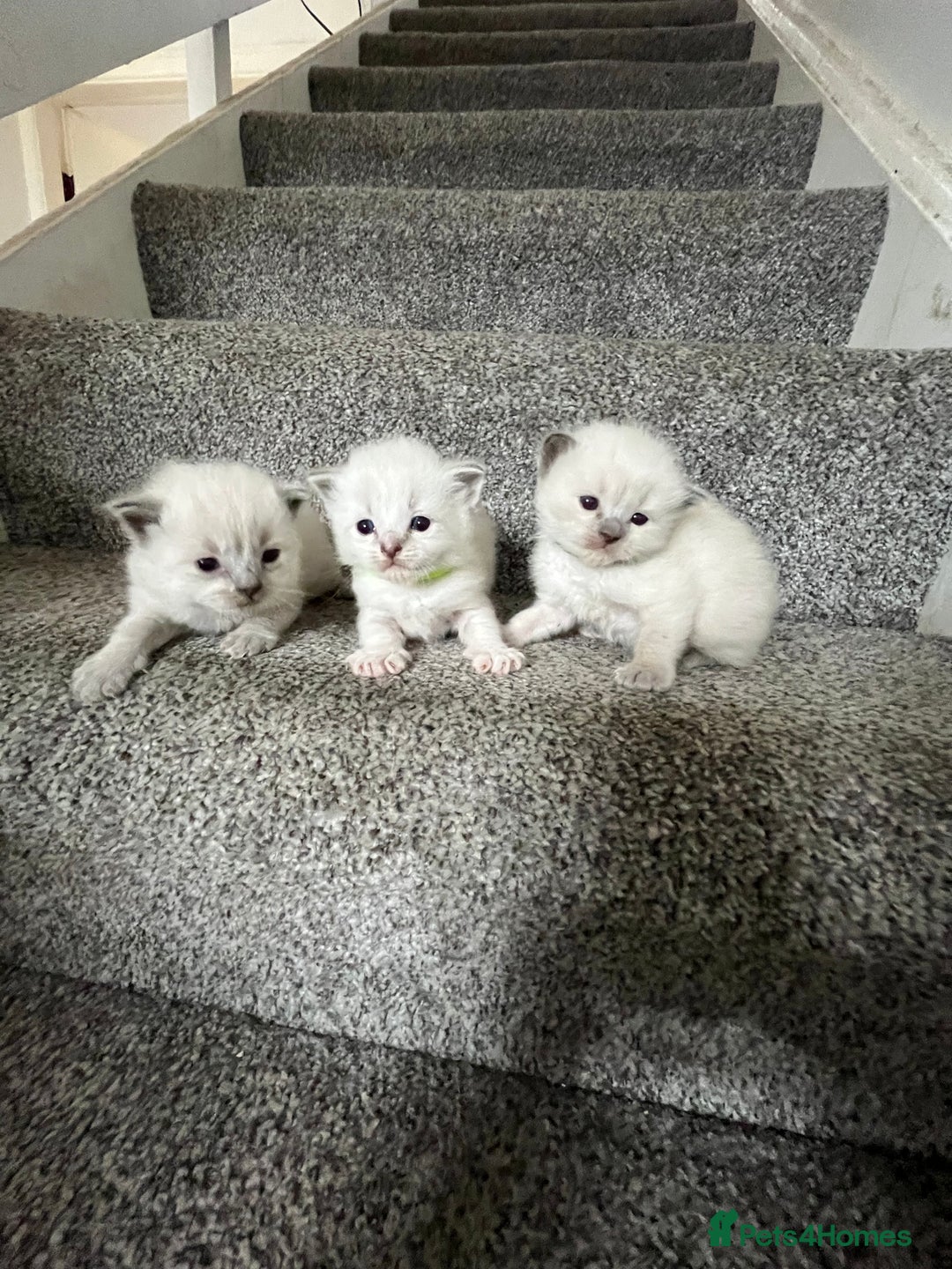 Ragdoll cats for sale: 3 Male Ragdoll kittens - Image 1