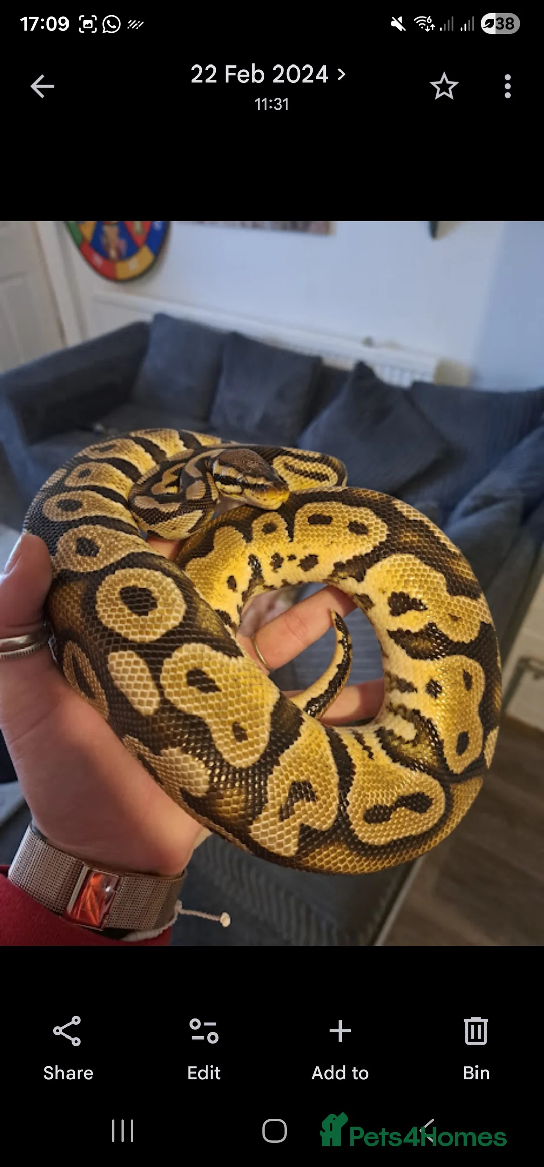 Python Snake reptiles for sale: Royal female python pastel - Advert 1