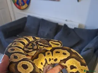 Python Snake reptiles Royal female python pastel - Advert 1