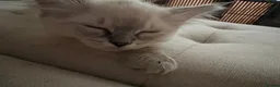 Ragdoll cats for sale: Ready Now. GCCF Beautiful Ragdoll Kittens eg - Advert 13