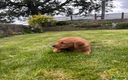Labrador Retriever dogs for sale: Stunning, KC registered, Fox Red Labrador puppies. - Image 11