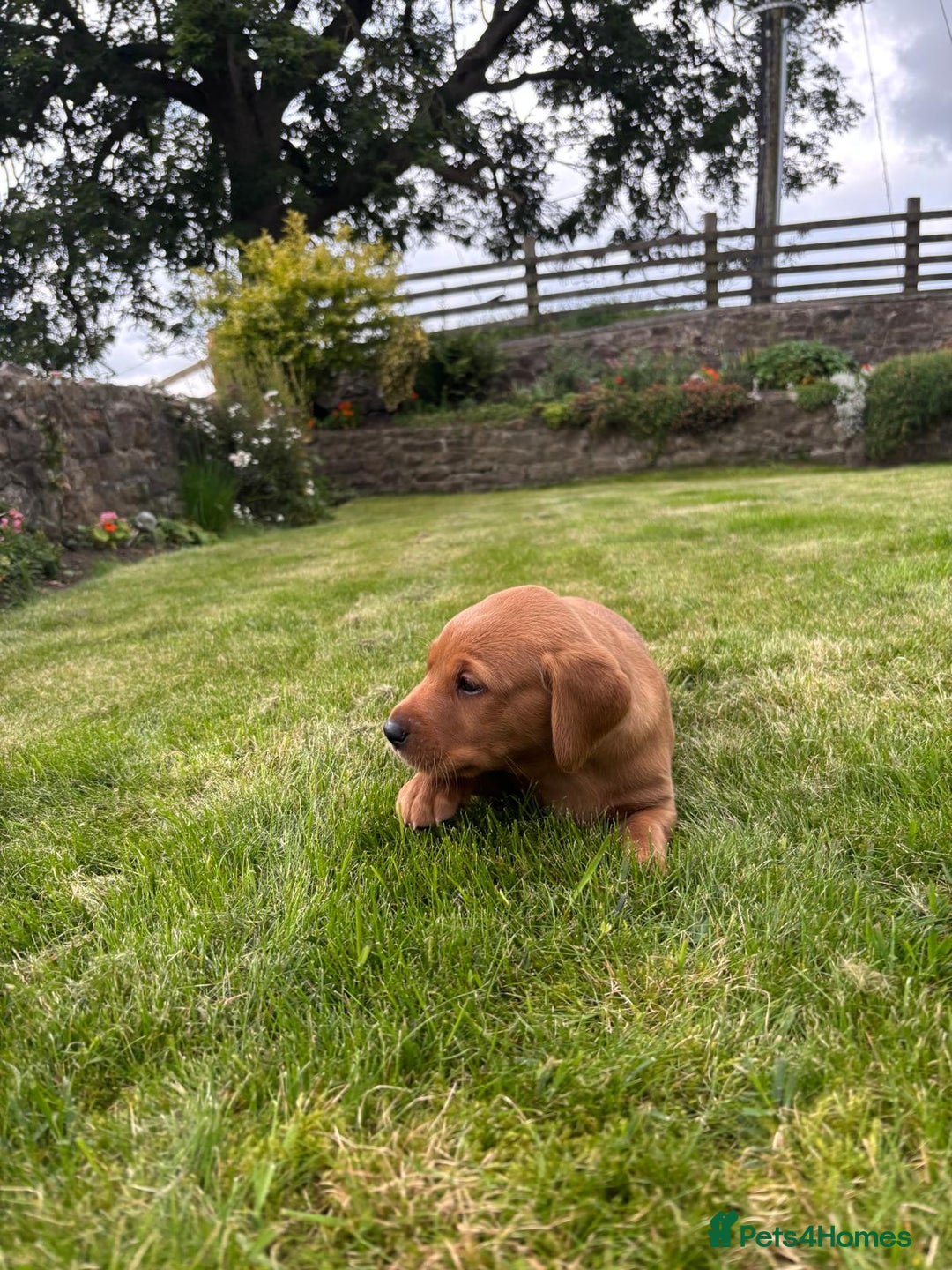 Labrador Retriever dogs for sale: Stunning, KC registered, Fox Red Labrador puppies. - Image 11