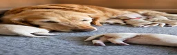 Golden Retriever dogs for sale: 7 KC registered Golden Retriever puppies available - Advert 4
