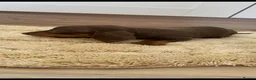 Dachshund dogs for sale: Chocolate tri dachshund in Bury Saint Edmunds - Advert 12