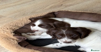 Sprocker dogs - Advert 3