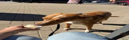 Mixed Breed dogs for sale: Poppy  in Barnsley - Advert 4