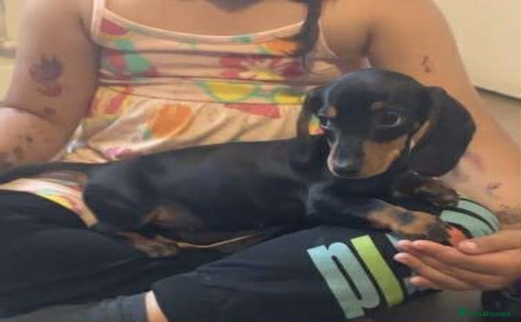 Dachshund dogs - Advert 1
