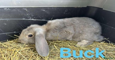 French Lop rabbits in Doncaster - Advert 12