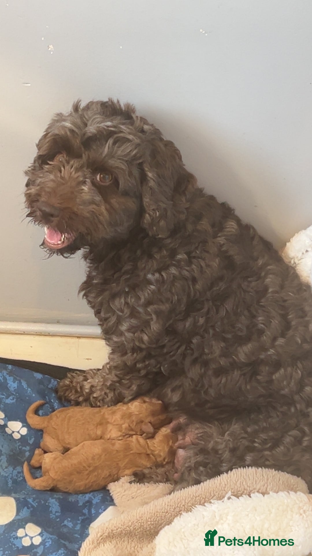 Cockapoo dogs for sale: Beige male cockapoo - Image 5